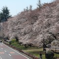 国立市の桜