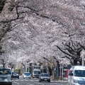 国立市の桜