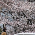 国立市の桜