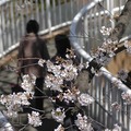 国立市の桜