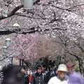 国立市の桜