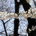 吉祥寺 井の頭公園