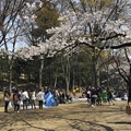 吉祥寺 井の頭公園