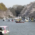 吉祥寺 井の頭公園