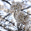 吉祥寺 井の頭公園