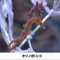 タツノオトシゴ