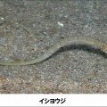 イシヨウジ