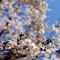 枝や木によってはまだつぼみのままの桜も