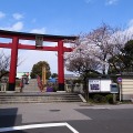 江東区・亀戸天神の桜