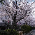 江東区・亀戸緑道公園の桜