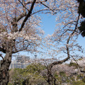 元町公園からマリンタワーを望む