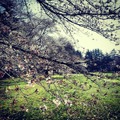 野川公園の桜