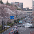 国立市の桜