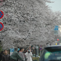 国立市の桜