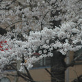 国立市の桜