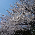 国立劇場前の桜