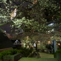 隅田公園の夜桜