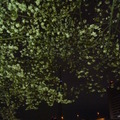 隅田公園の夜桜