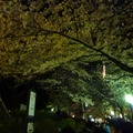 隅田公園の夜桜