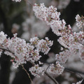 国立市の桜