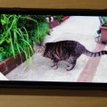 本体カメラで撮影した動画の視聴