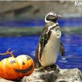 おさかなハロウィンinすみだ水族館