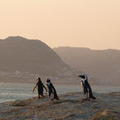アフリカペンギンが数多く生息する南アフリカのボルダーズビーチ