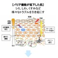 「スクワラン」による潤い補給