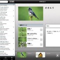 野鳥映像アーカイブス・オオルリ