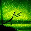 Nadav Bagim, Israel, Shortlist, Nature & Wildlife, Open Competition, Sony World Photography Awards 2012