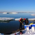 北極での採集。水温は約1度