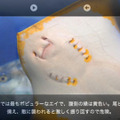 インテックと魚津、スマホ向けARアプリ『魚津水族館ARおさかな図鑑』リリース