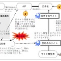 アフィリエイター育成型の仕組み