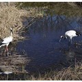 葛西臨海水族園「ニホンコウノトリとタンチョウ」