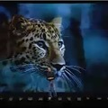 Leopardのプレゼン
