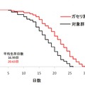 ガセリ菌SP株による線虫の寿命延長効果