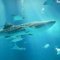 沖縄美ら海水族館