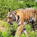 多摩動物公園