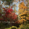 筆者が住んでいる軽井沢。紅葉のシーズンももうすぐ終わり、本格的な冬に突入していく
