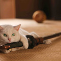 「猫侍」に登場する白猫・玉之丞