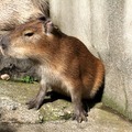 伊豆シャボテン公園 だいず