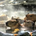 元祖カピバラの露天風呂（伊豆シャボテン公園）