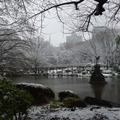 雪の東京（日比谷公園、2月14日昼）