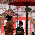 【フォトレポート】北野天満宮で「梅花祭」