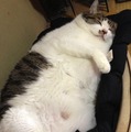 マミタスにそっくりで賞