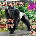 ZOOバス（動物クイズの例）