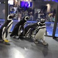 それぞれが自由に行動するペンギンたち