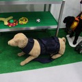 大型犬から体型の特殊なダックス用などもある