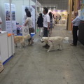 場内は犬同伴の来場者も多い。