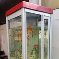 奈良県・大和郡山の商店街にある電話ボックス。金魚が約60匹泳いでいる
